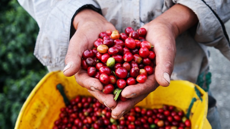 Fairer Rohkaffee aus Kolumbien